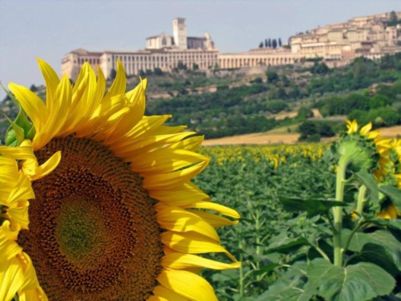 Agriturismo Il Girasole Assisi Exterior photo